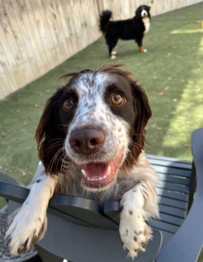 Happy spaniel resting paws on a bench during outdoor daycare play in Austin.