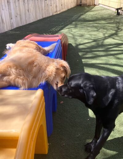 Two dogs gently greeting nose-to-nose during calm playtime at an Austin dog daycare.