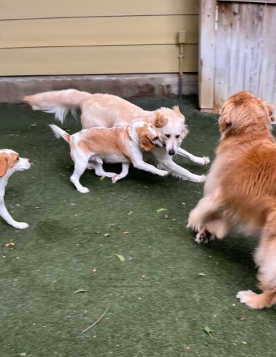 Group of dogs running and playing together in an Austin dog daycare outdoor yard.