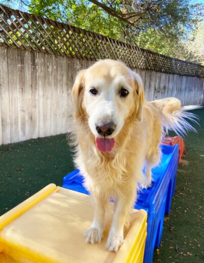 Golden retriever standing on play equipment in a shaded outdoor dog daycare yard in Austin.