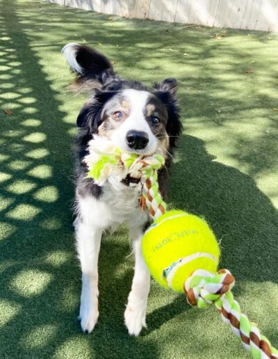 Border collie holding a rope toy during supervised play at an Austin dog daycare.