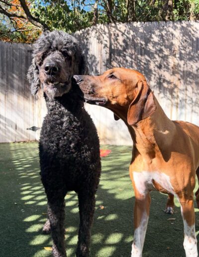 Two dogs standing together in the play yard during supervised dog daycare in Austin.