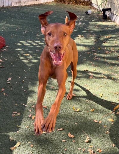Brown dog mid-jump during outdoor playtime at an Austin dog daycare facility.