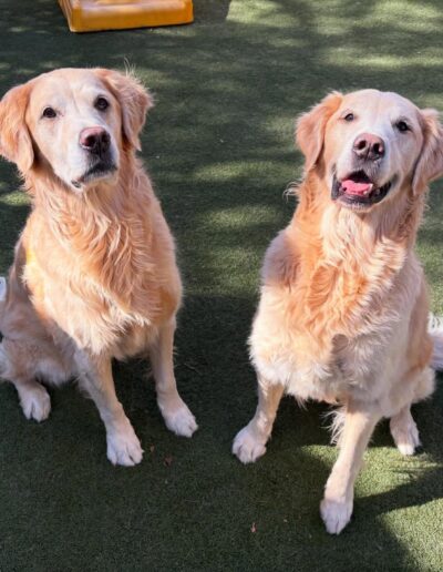 Two golden retrievers sitting side by side on turf at an Austin dog daycare play yard.