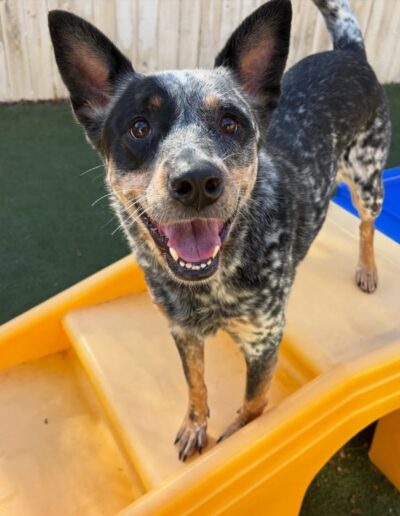 Two golden retrievers sitting side by side on turf at an Austin dog daycare play yard.
