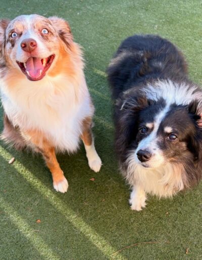 Two small dogs looking up together during group playtime at an Austin dog daycare.